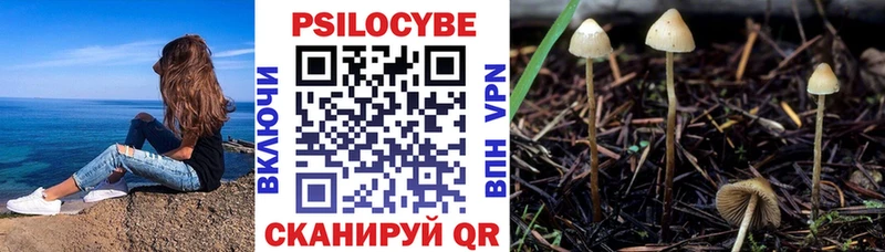 купить наркотики цена  нарко площадка телеграм  Псилоцибиновые грибы Psilocybe  Тихорецк 